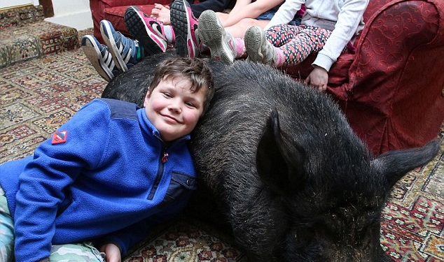 Английская семья приютила свинью-беглянку – теперь она живет в доме и вымахала до 127 кг