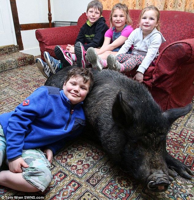 Английская семья приютила свинью-беглянку – теперь она живет в доме и вымахала до 127 кг 3