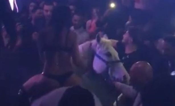 В Майами додумались привести лошадь в ночной клуб