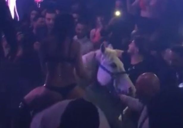 В Майами додумались привести лошадь в ночной клуб 1