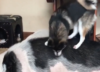 «А я говорю – вставай!»: как щенок лайки своего «свинского» товарища будил