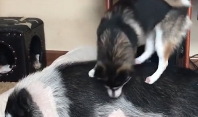 «А я говорю – вставай!»: как щенок лайки своего «свинского» товарища будил