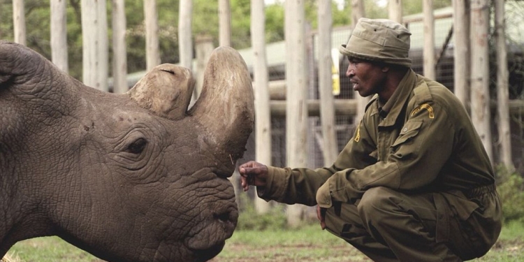 Конец вида: последний самец северного белого носорога умер в Кении