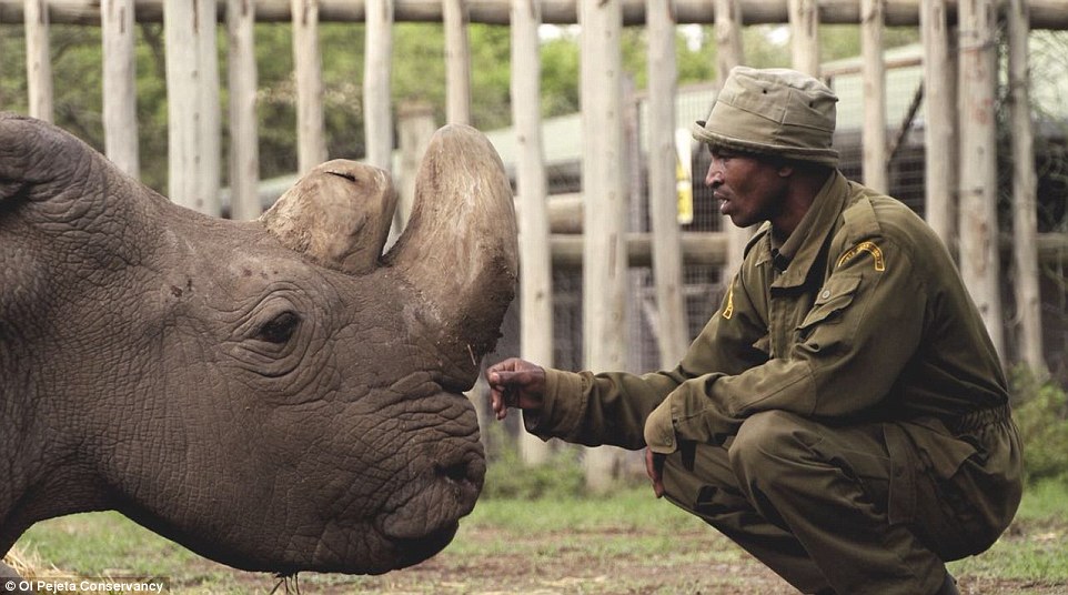 Конец вида: последний самец северного белого носорога умер в Кении 1