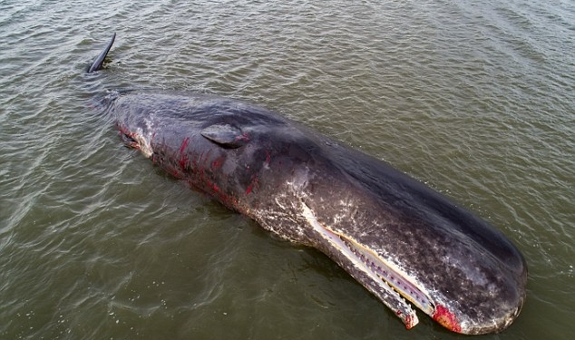 У берегов Шотландии погиб 12-метровый кашалот