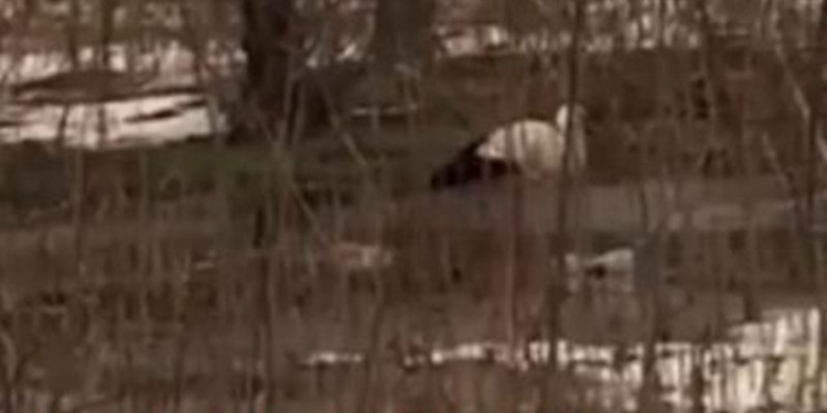 В Николаев тоже прилетели аисты. Жители Корабельного района боятся, что птицы могут замерзнуть