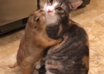 Не загрызет, но зализать может до смерти – как кошка с сурком подружилась