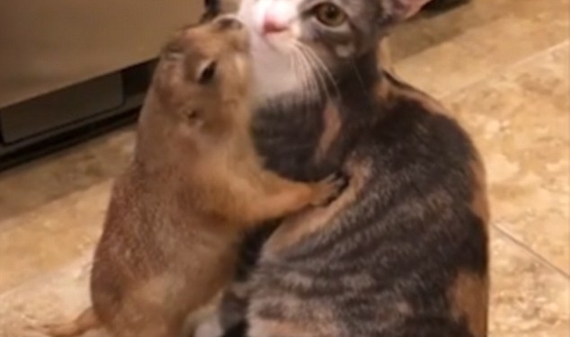 Не загрызет, но зализать может до смерти – как кошка с сурком подружилась