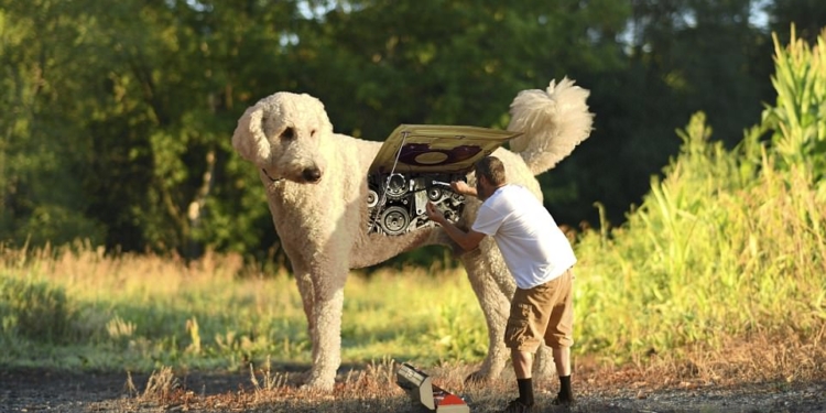 Американец стал хитом Instagram после того, как он превратил свою собаку в семифутового гиганта в серии странных фотографий, снятых в Photoshop