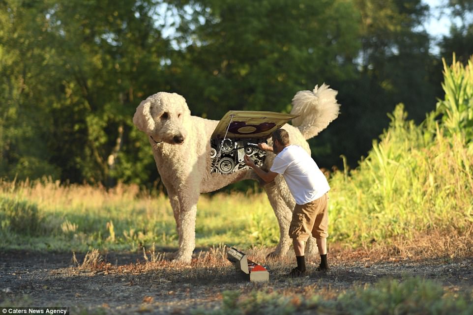 Американец стал хитом Instagram после того, как он превратил свою собаку в семифутового гиганта в серии странных фотографий, снятых в Photoshop 3