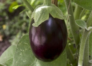 Житель Италии, девять лет назад обвиненный в похищении баклажана, добился отмены приговора