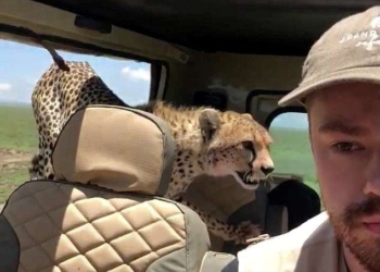 Один из самых худших вариантов нежданных гостей: в сафари-парке гепард заскочил в джип с туристами