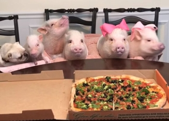Любите ли вы пиццу так, как любят они? В сети становится популярным видео пицца-вечеринки для поросят