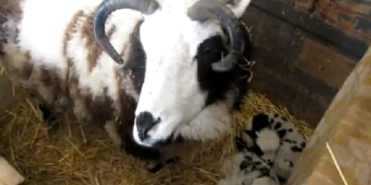 Не бедные овечки, а просто маленькие: в Николаевском зоопарке начинается беби-бум