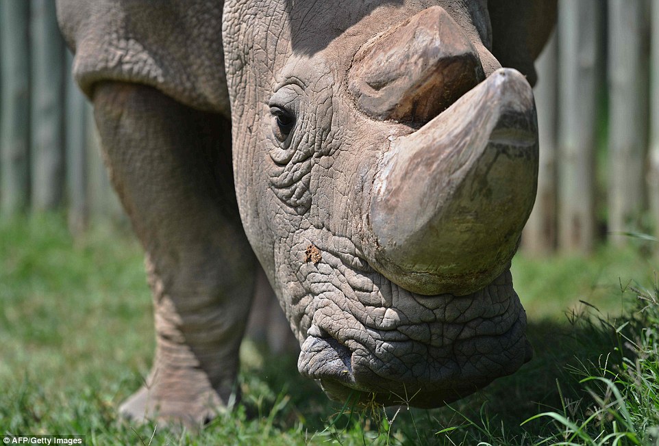 Конец вида: последний самец северного белого носорога умер в Кении 19