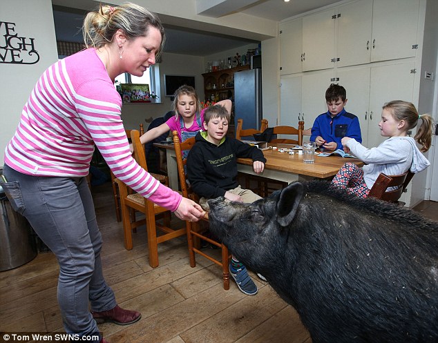 Английская семья приютила свинью-беглянку – теперь она живет в доме и вымахала до 127 кг 1