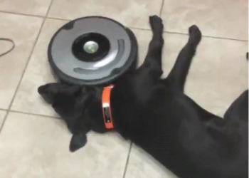 Восстание машин нам пока не грозит: этот робот уборщик не смог справиться с ленивой собакой