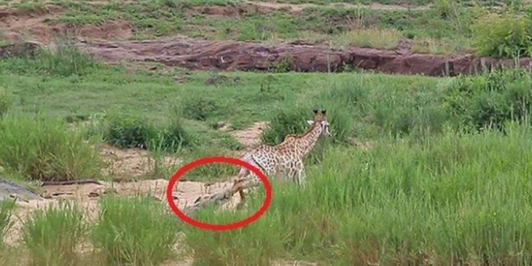 От судьбы не убежишь. Жираф вырвался из пасти крокодила и был съеден львами