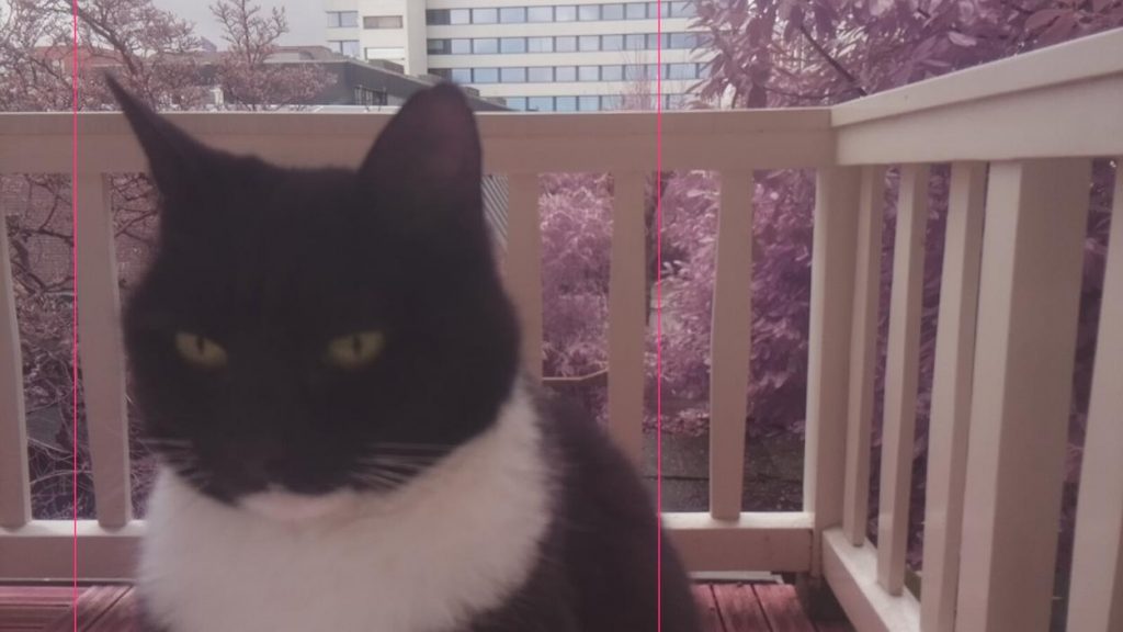 Программист придумал устройство для распознавания котов по мордам 3