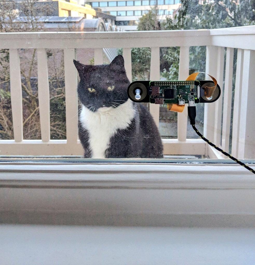 Программист придумал устройство для распознавания котов по мордам 1