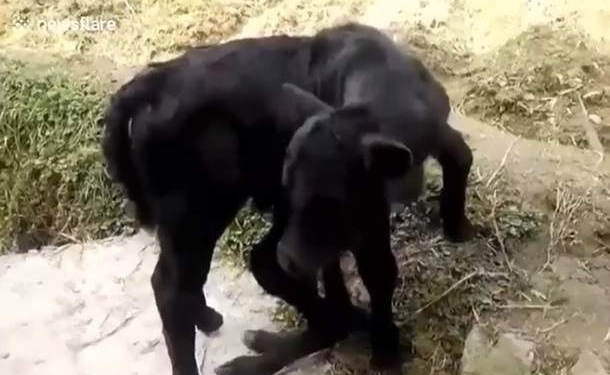 На радость туристам. В Китае родился теленок с 6 ногами