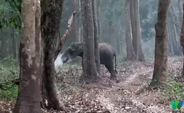 Извергающая дым. В Индии слониха удивила ученых