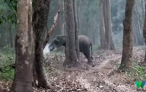 Извергающая дым. В Индии слониха удивила ученых 1