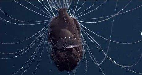 Опубликовано уникальное видео глубоководного удильщика. Точнее, удильщицы