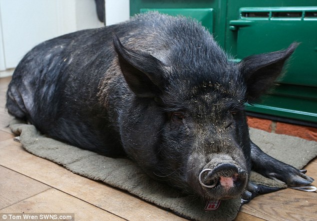 Английская семья приютила свинью-беглянку – теперь она живет в доме и вымахала до 127 кг 5
