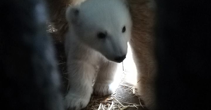 Тьфу-тьфу-тьфу на него! В Николаевском зоопарке показали двухмесячного белого медвежонка