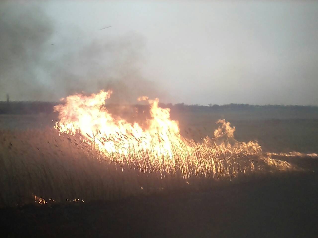 Горит гектарами. За сутки спасатели Николаевщины трижды тушили пожары камыша и сухой травы на открытых территориях