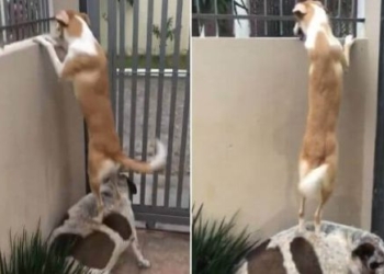 Разделенные забором подруги попросили помощи у пса-джентльмена