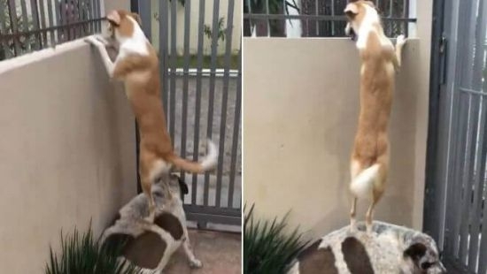 Разделенные забором подруги попросили помощи у пса-джентльмена