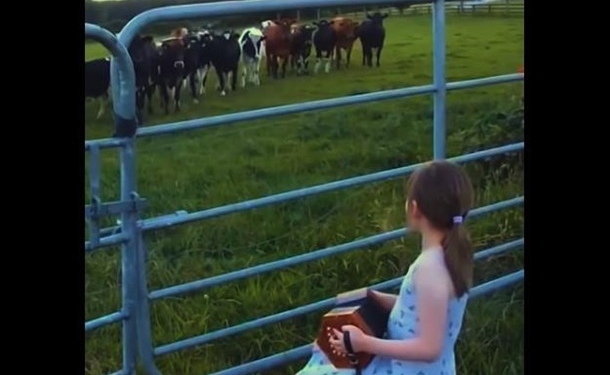 Стадо коров-меломанов сняли на видео