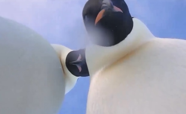 Уникальные кадры. Ученый оставил на льду камеру – пингвины оставили ему селфи-видео