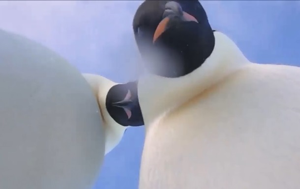 Уникальные кадры. Ученый оставил на льду камеру - пингвины оставили ему селфи-видео 1