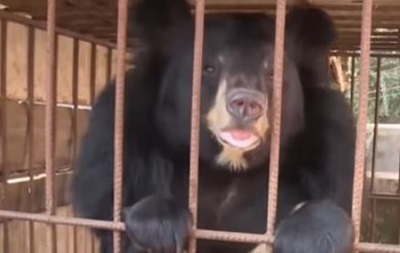 В Китае фермер подобрал в лесу щенка и вырастил – щенок оказался медведем