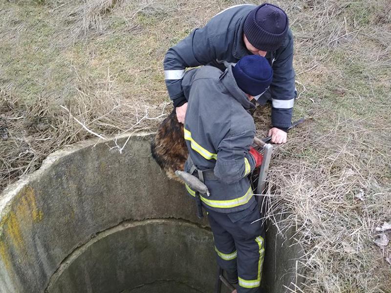 На Николаевщине парень пытался спасти собаку, упавшую в колодец, и свалился сам 1