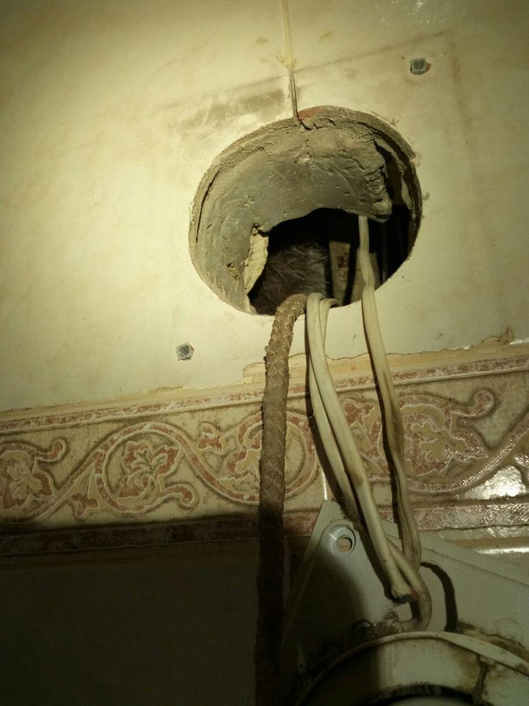В киевской многоэтажке ловили енота - сбежал в вентиляционный канал 7