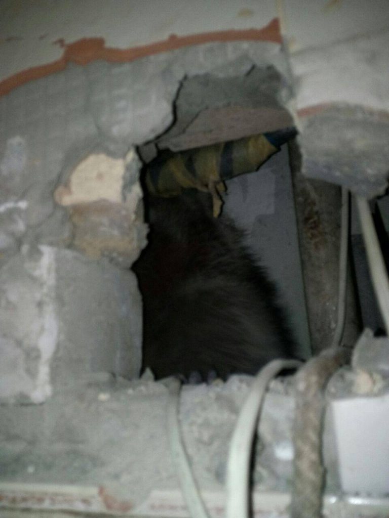 В киевской многоэтажке ловили енота - сбежал в вентиляционный канал 9
