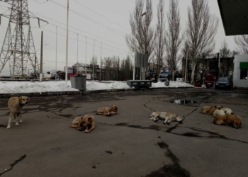 Жители Николаева пожаловались на стаю бездомных собак, которые нападают на людей