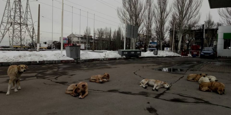 Жители Николаева пожаловались на стаю бездомных собак, которые нападают на людей