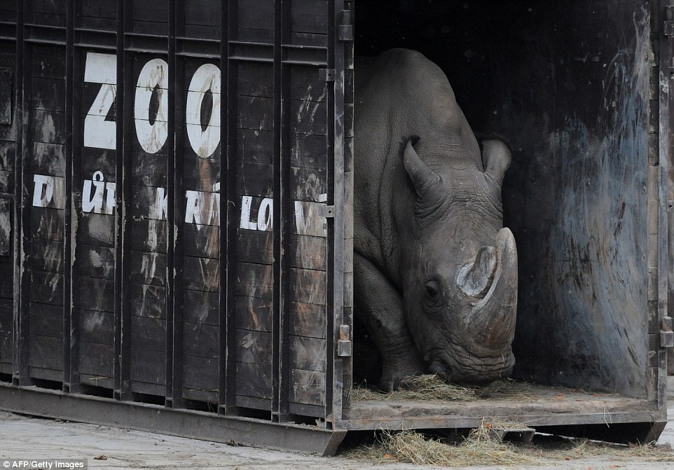 Конец вида: последний самец северного белого носорога умер в Кении 5