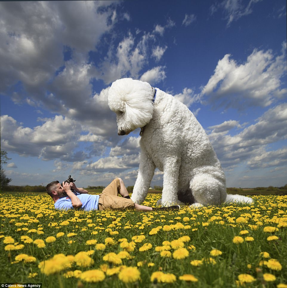 Американец стал хитом Instagram после того, как он превратил свою собаку в семифутового гиганта в серии странных фотографий, снятых в Photoshop 7