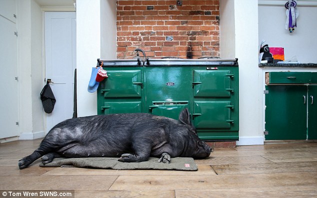 Английская семья приютила свинью-беглянку – теперь она живет в доме и вымахала до 127 кг 7
