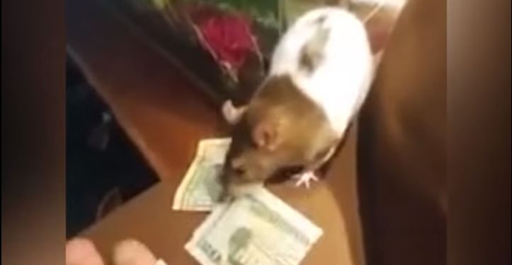 Пусть и вам подарят такую же. Эта крыса любит доллары и тащит их в свой “дом”