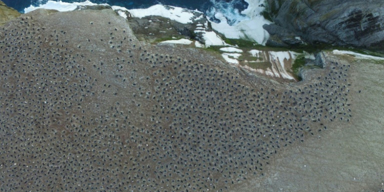 Приятная неожиданность. На дальних островах обнаружили 1,5 млн. пингвинов