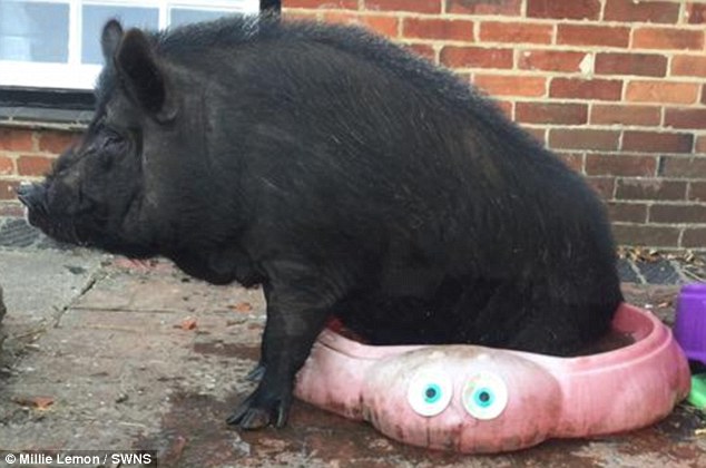 Английская семья приютила свинью-беглянку – теперь она живет в доме и вымахала до 127 кг 9