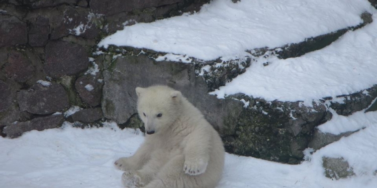У Николаевского зоопарка есть своя версия «зимы среди весны» – чтобы белый медвежонок снег увидел!