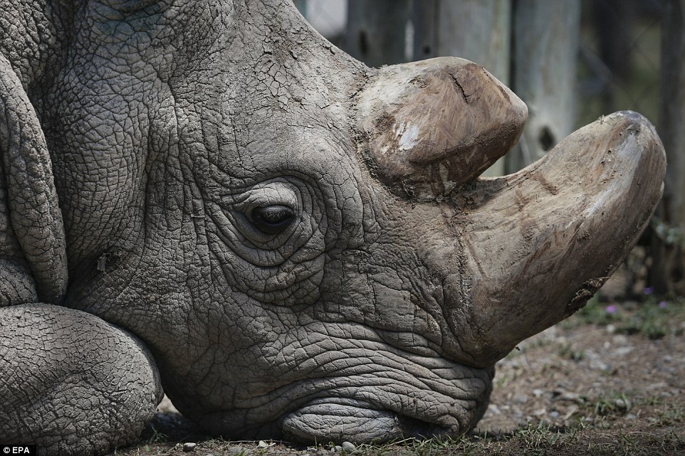 Конец вида: последний самец северного белого носорога умер в Кении 7